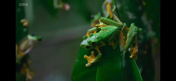 Gliding leaf frog (Agalychnis spurrelli) as shown in Planet Earth III - Freshwater